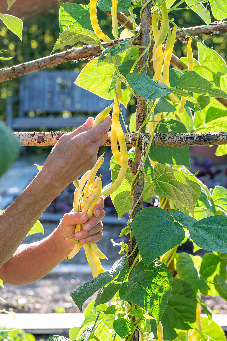 Runner bean; 'Neckargold';