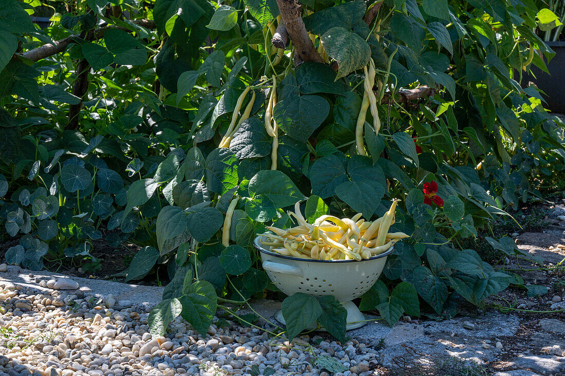 Stangenbohne (Phaseolus Vulgaris) 'Neckargold', Ernte der Schoten in Vintage Küchensieb