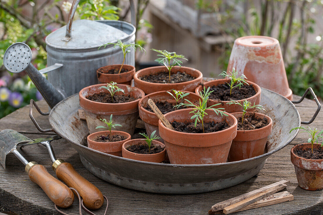 Decorative baskets from sowing to seed harvest, young plants