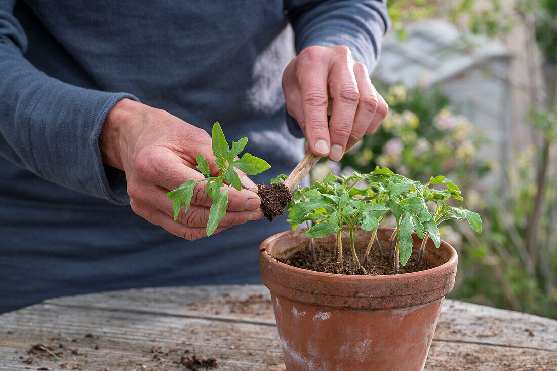 Tomatensetzlinge (Solanum lycopersicum) pikieren, einpflanzen in Tontopf