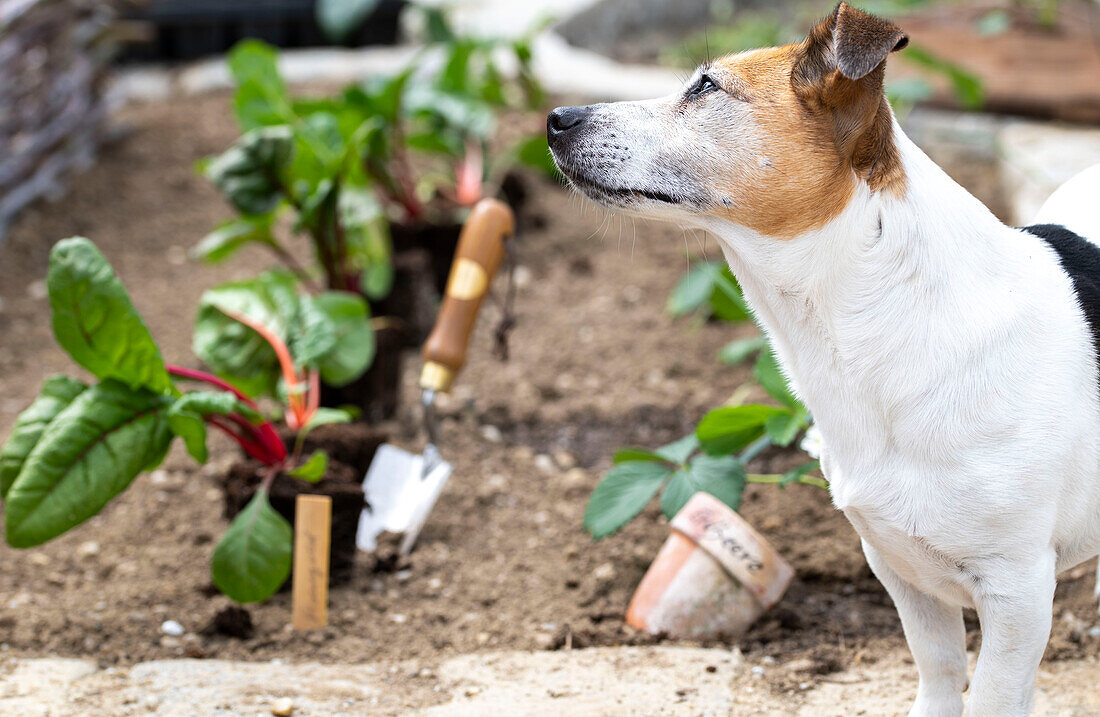 Mangold 'Bright Lights' (Beta Vulgaris), Jungpflanzen einpflanzen ins Beet, Hund als Zuschauer