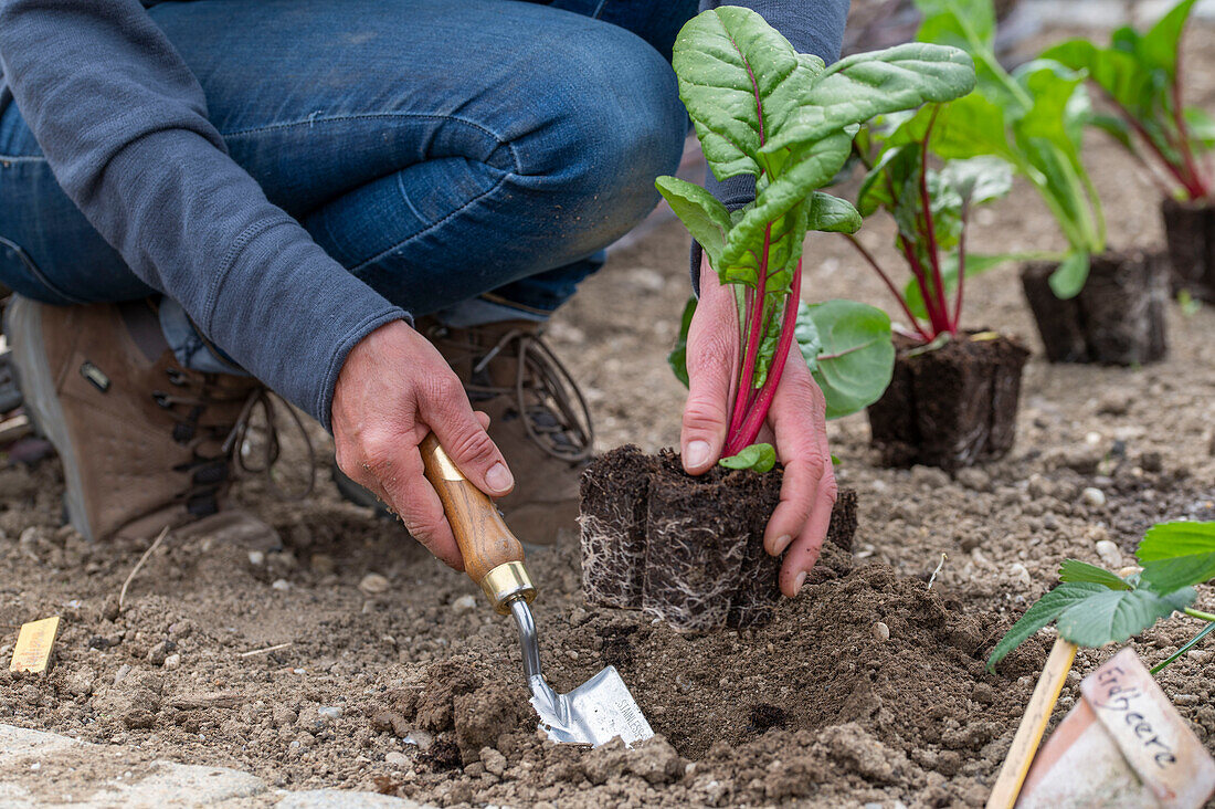 Mangold 'Bright Lights' (Beta Vulgaris), Jungpflanzen einpflanzen ins Beet