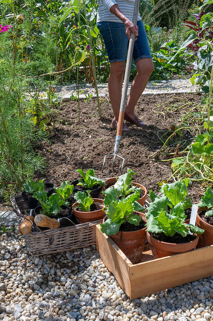 Soil preparation for second planting of iceberg lettuce in July, woman with rake in vegetable patch, young plants in pots