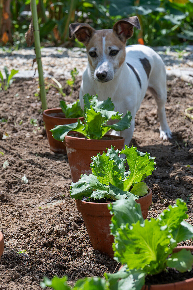 Eisbergsalat, Jungpflanzen in Töpfen einpflanzen ins Beet, 2. Pflanzung im Juli, vor Hund