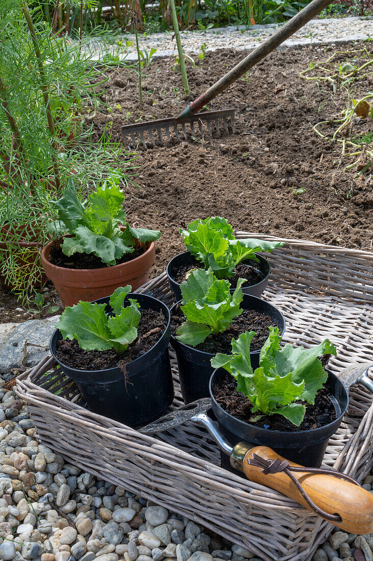 Planting iceberg lettuce in the bed, 2nd planting in July, young plants in pots