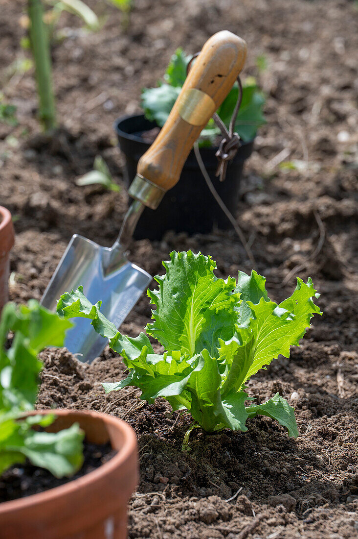 Planting iceberg lettuce in the bed, 2nd planting in July