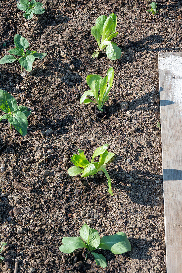 Zinnien (Zinnia Elegans), Jungpflanzen im Beet, und Romanasalat, zweite Pflanzung im Juli