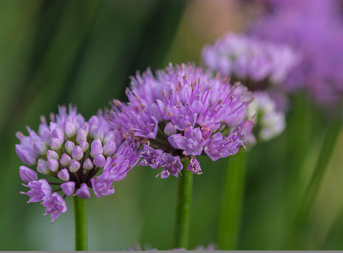 Blühender Berglauch (Allium lusitanicum)