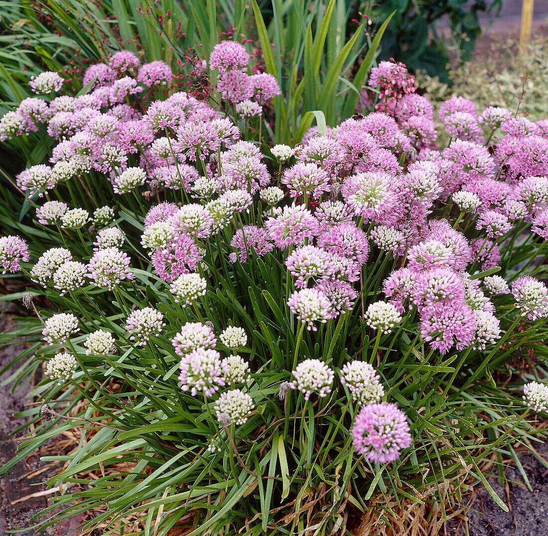 Allium lusitanicum