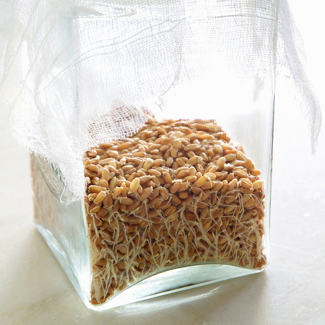 Sprouted wheat