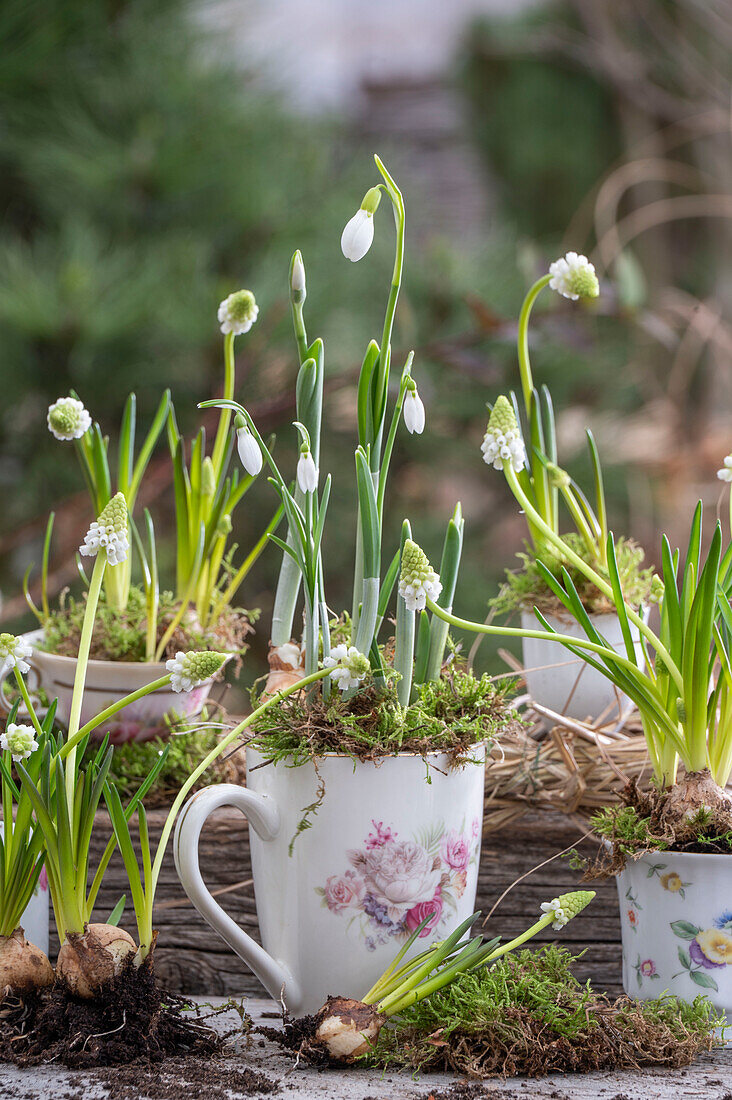 Snowdrops (Galanthus Nivalis), grape hyacinths (Muscari) 'Alba' in ceramic cups