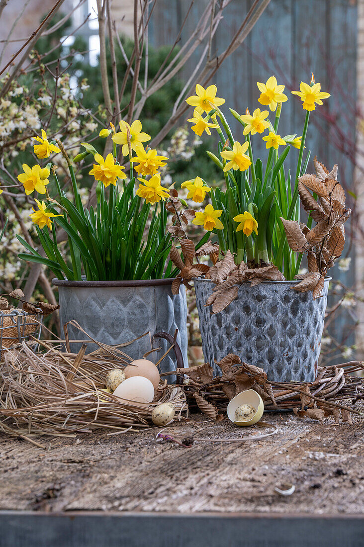 Narzissen (Narcissus) 'Tete a Tete' und 'Tete a Tete Boucle' in Töpfen und Eiern in Nest auf der Terrasse