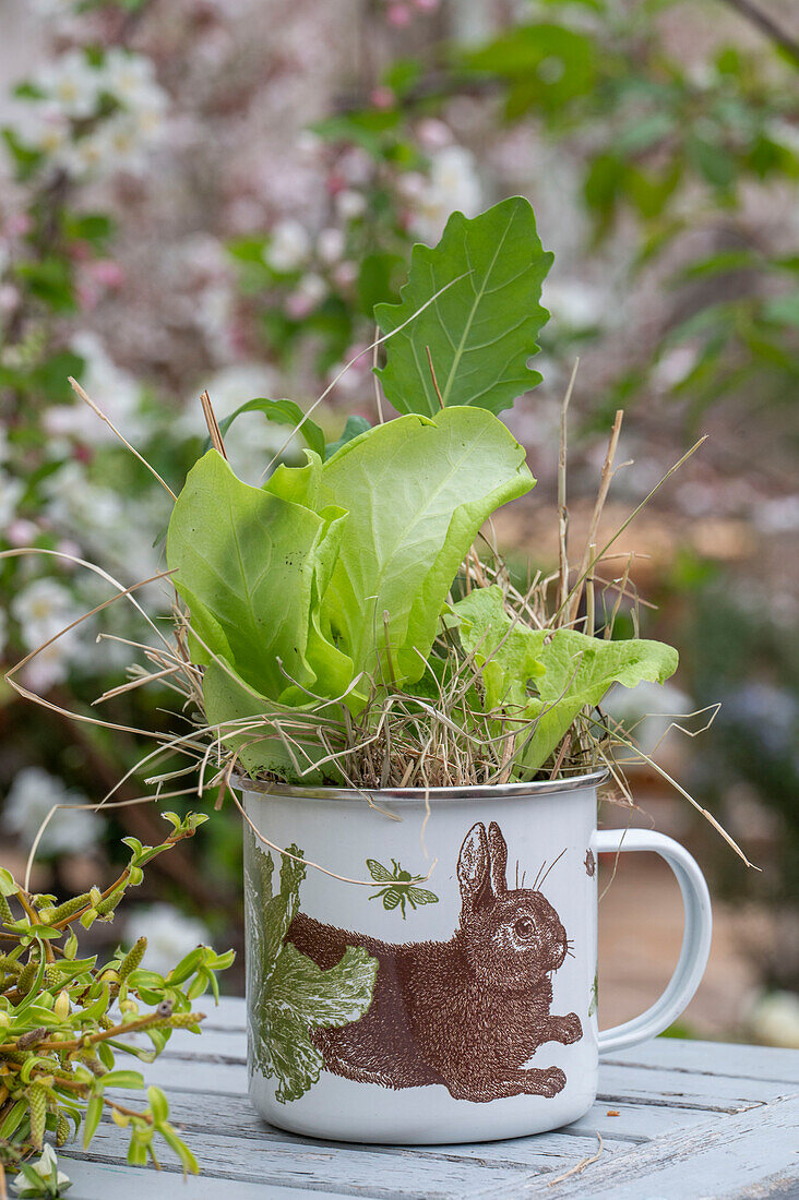 Gartensalat (Lactuca sativa), Blätter mit Stroh in Blechtasse mit Hasenfigur