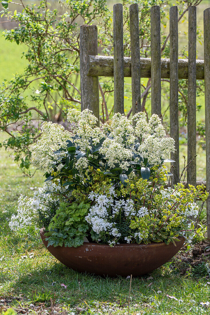 Flower bowl with skimmia 'Finchy', purple bellflower 'Lime Swizzle', ribbon flower 'Candy Ice', spurge 'Ascot Rainbow' in the garden in front of wooden fence
