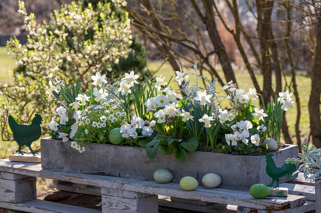 Narzissen 'Sail Boat' (Narcissus), Steinbrech, Hornveilchen (Viola Cornuta), Greiskraut in Blumenkasten mit Ostereiern