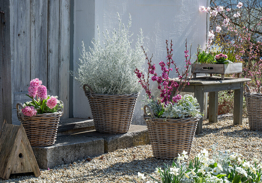 Hyazinthen (Hyacinthus), Traubenhyazinthen, 'Alba', Seidlbast 'Avondale', Primeln, Narzissen, Emustrauch 'Silver Striker', Steinbrech, Greiskraut in Weidenkörben auf der Terrasse