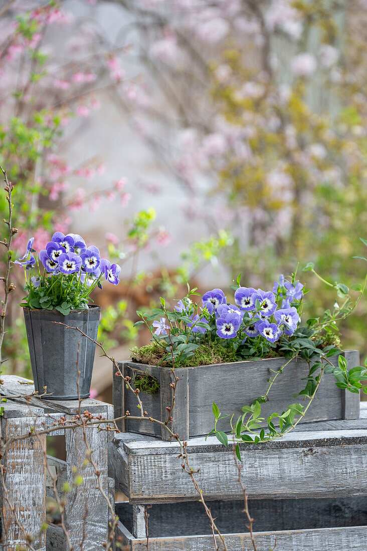 Blaue Hornveilchen (Viola Cornuta) und kleines Immergrün (Vinca Minor) in Pflanzkasten auf der Terrasse