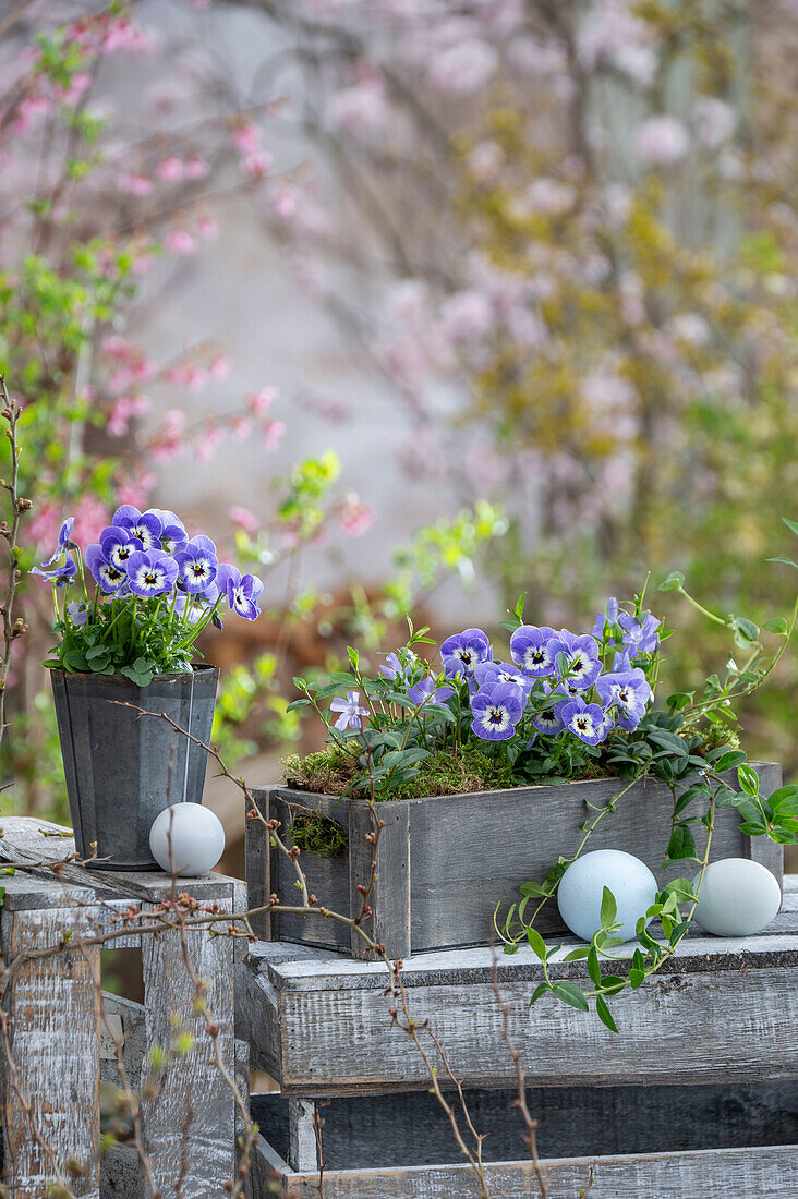 Blaue Hornveilchen (Viola Cornuta) und kleines Immergrün (Vinca Minor) in Pflanzkasten mit Hühnereiern auf der Terrasse