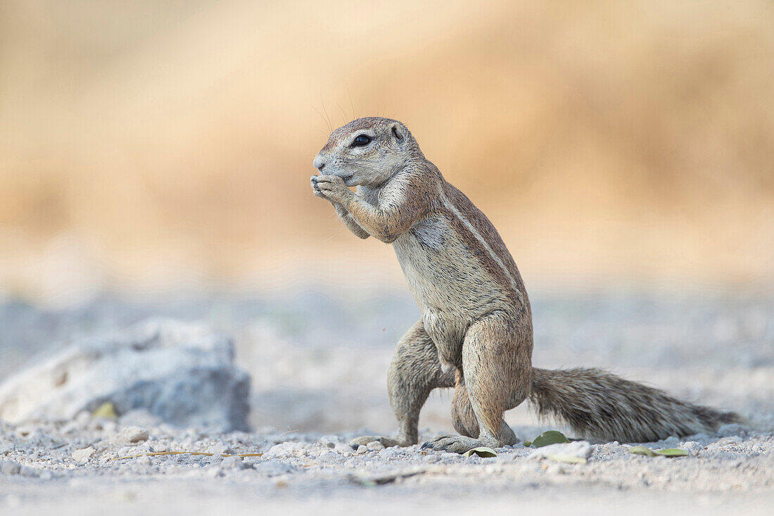 Cape squirrel