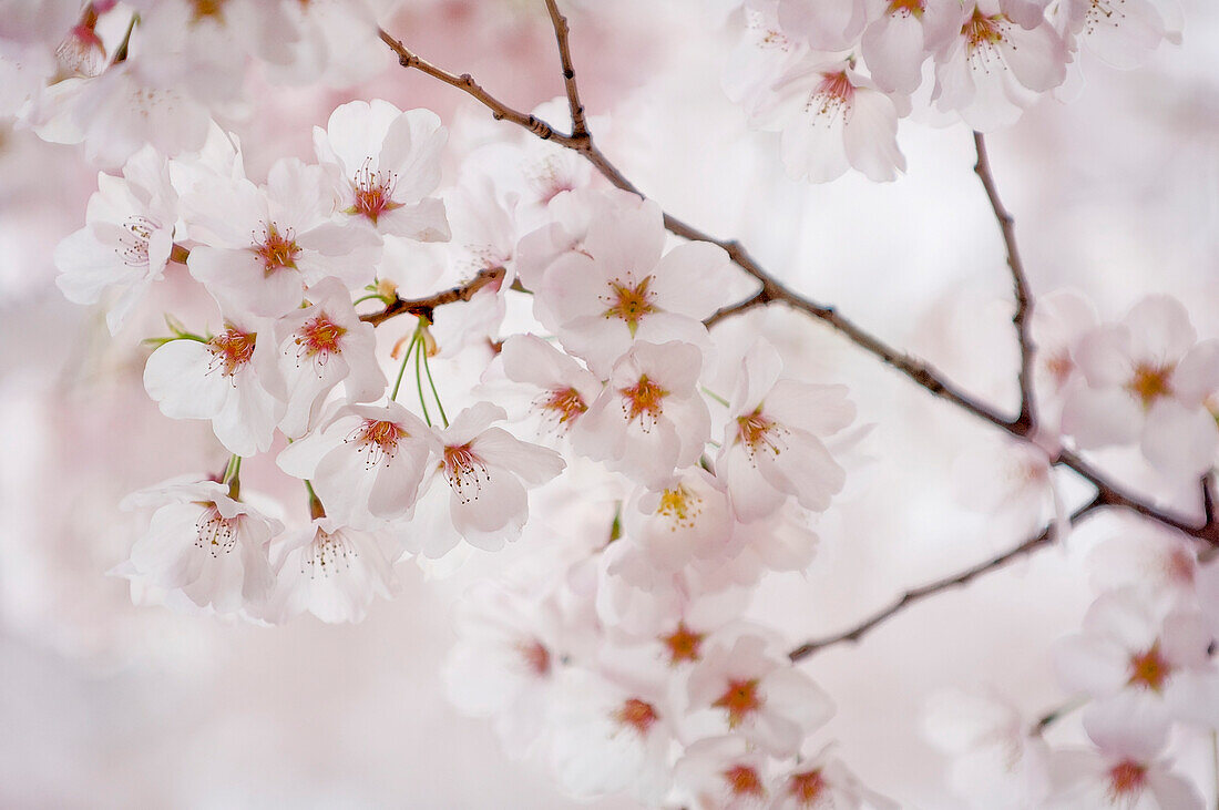 Yoshino cherry (Prunus x yedoensis) flowers