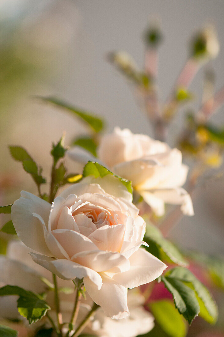 Rose (Rosa 'Claire Austin') flowers.