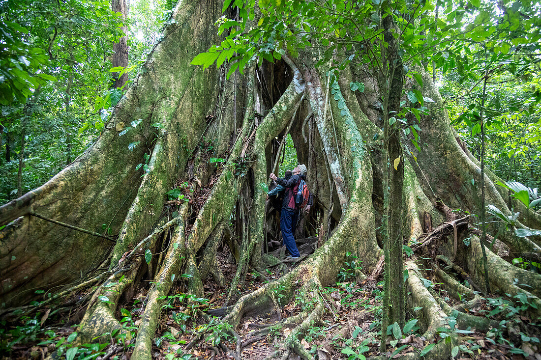Tourists walking through a strangler fig (Ficus sp.) tree
