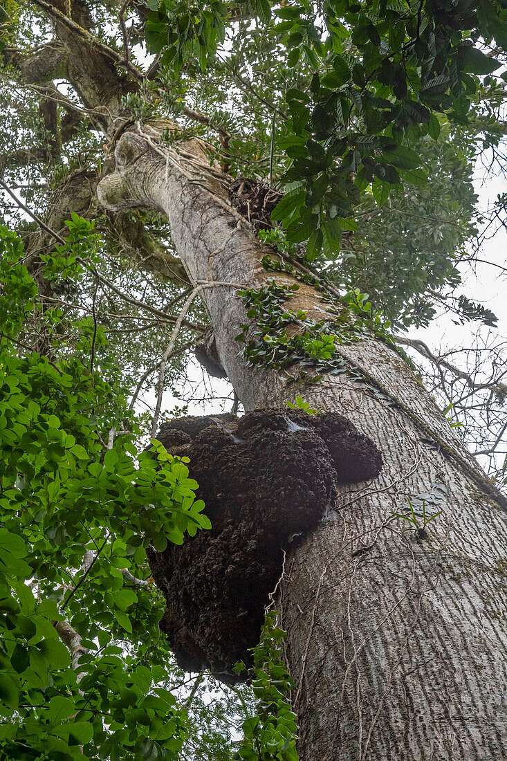 Termite nest on a tree