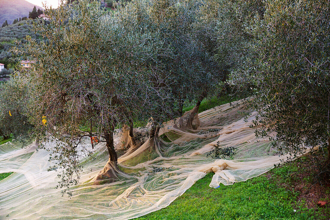 Netze zur Olivenernte