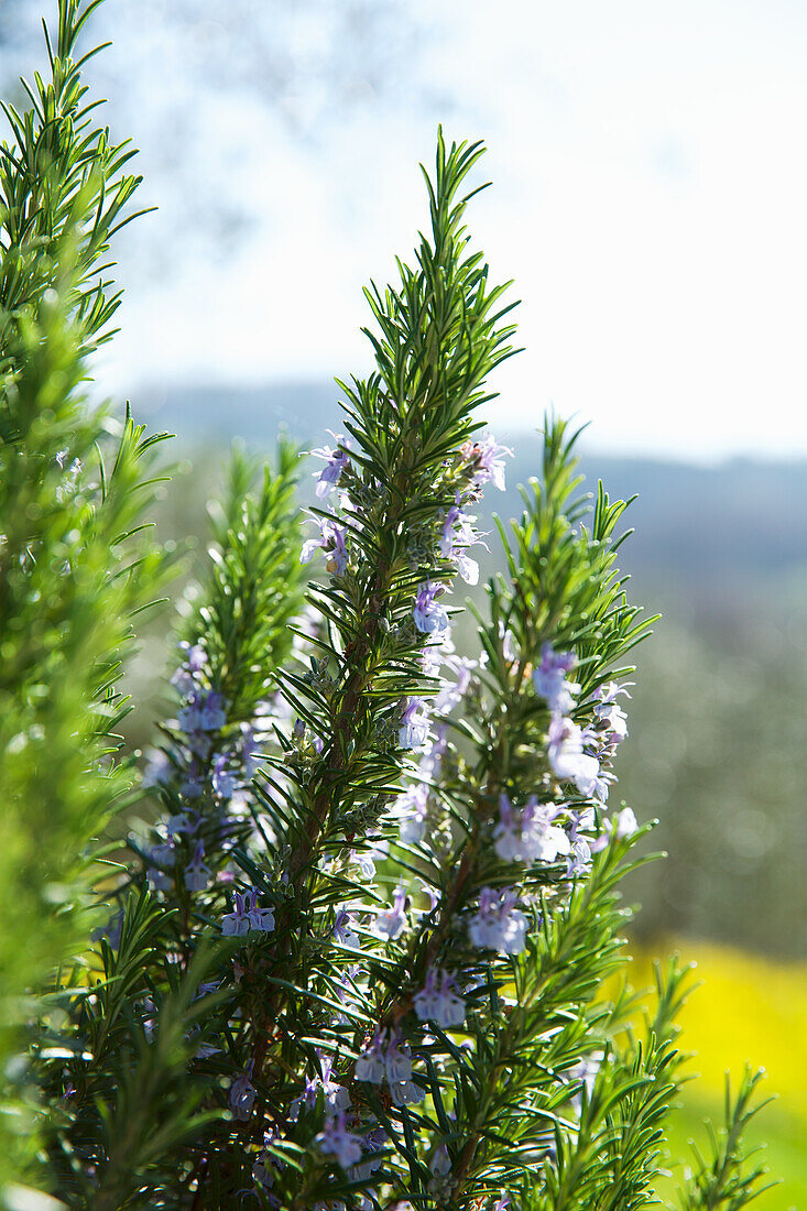 Rosemary in bloom