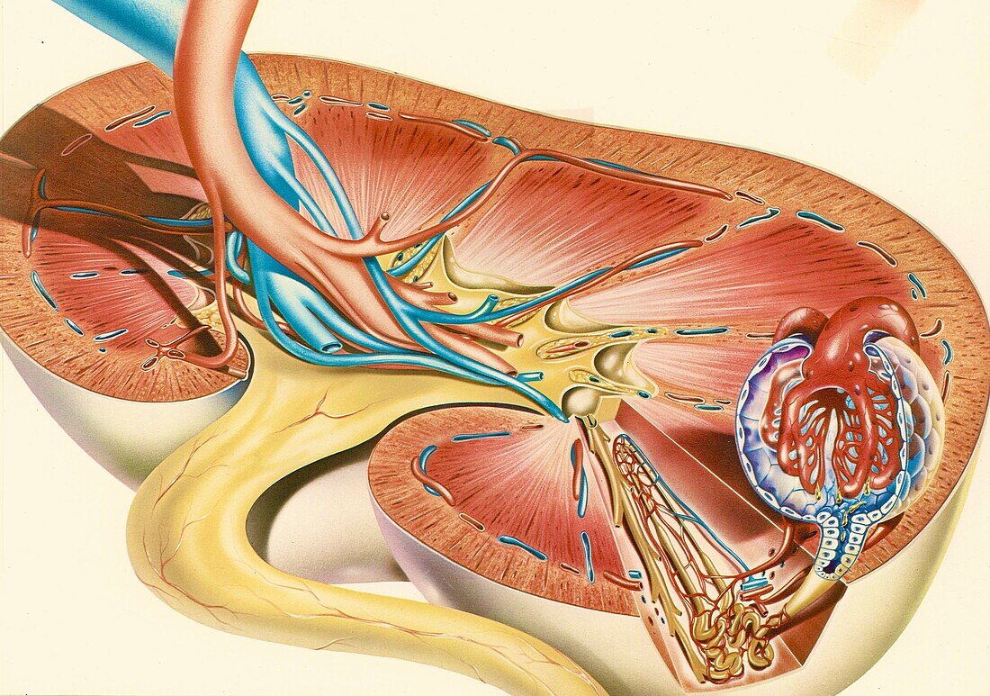 Kidney and nephron, illustration