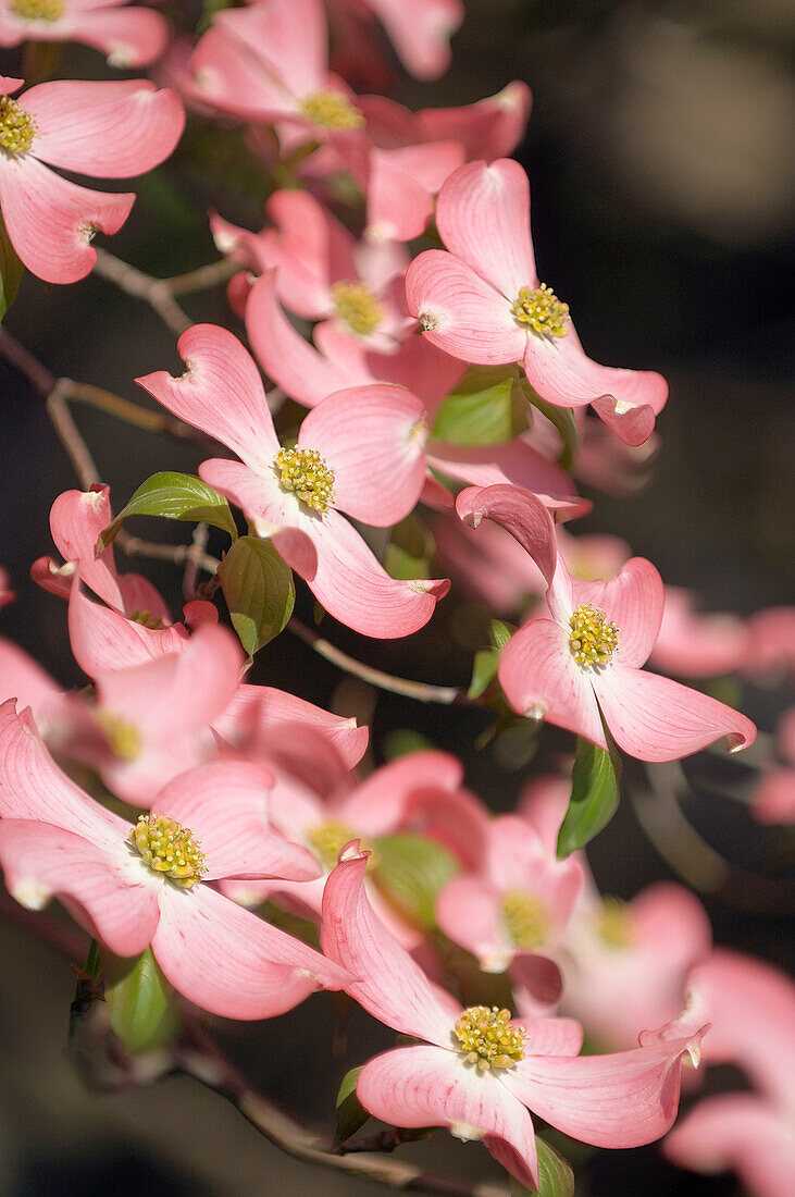 Pink flowering dogwood (Cornus florida var. rubra)