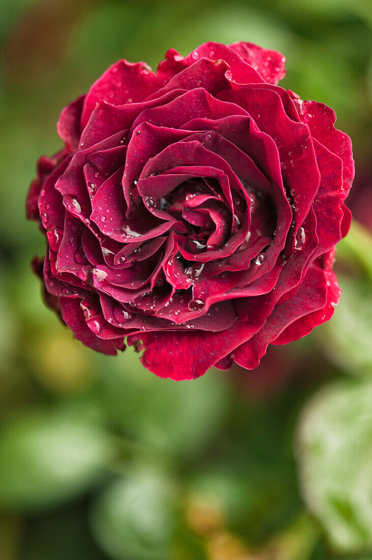 Rose (Rosa 'Prairie Valor') flower
