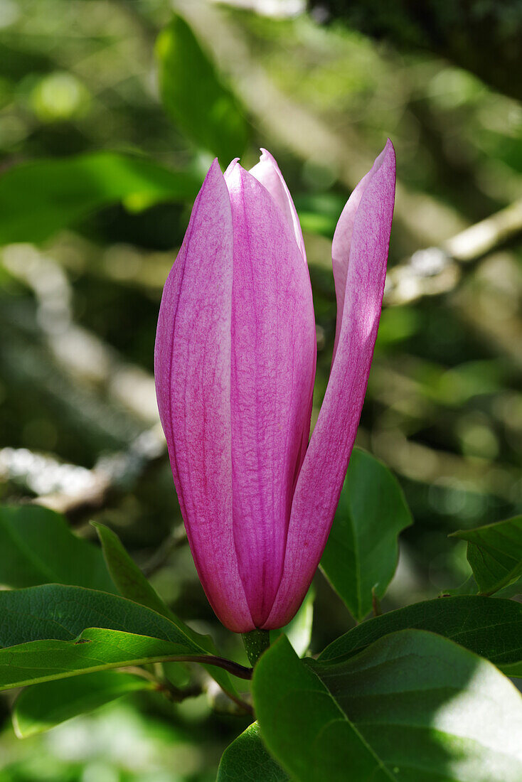 Magnolia 'Spectrum' flower