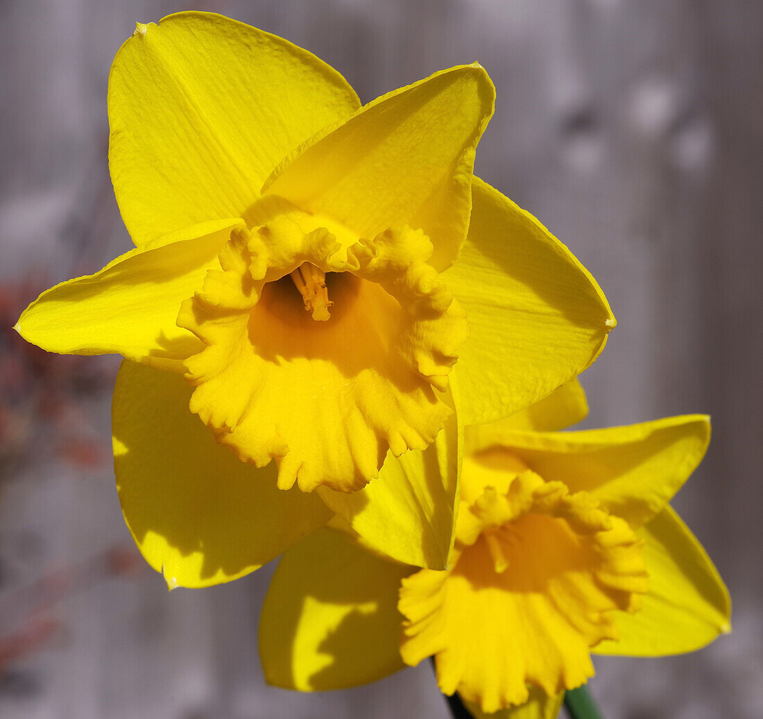 Narcissus 'Dutch Master' flowers