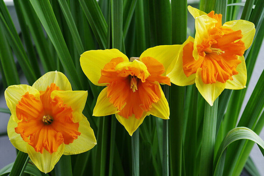 Narcissus 'Mondragon' flowers