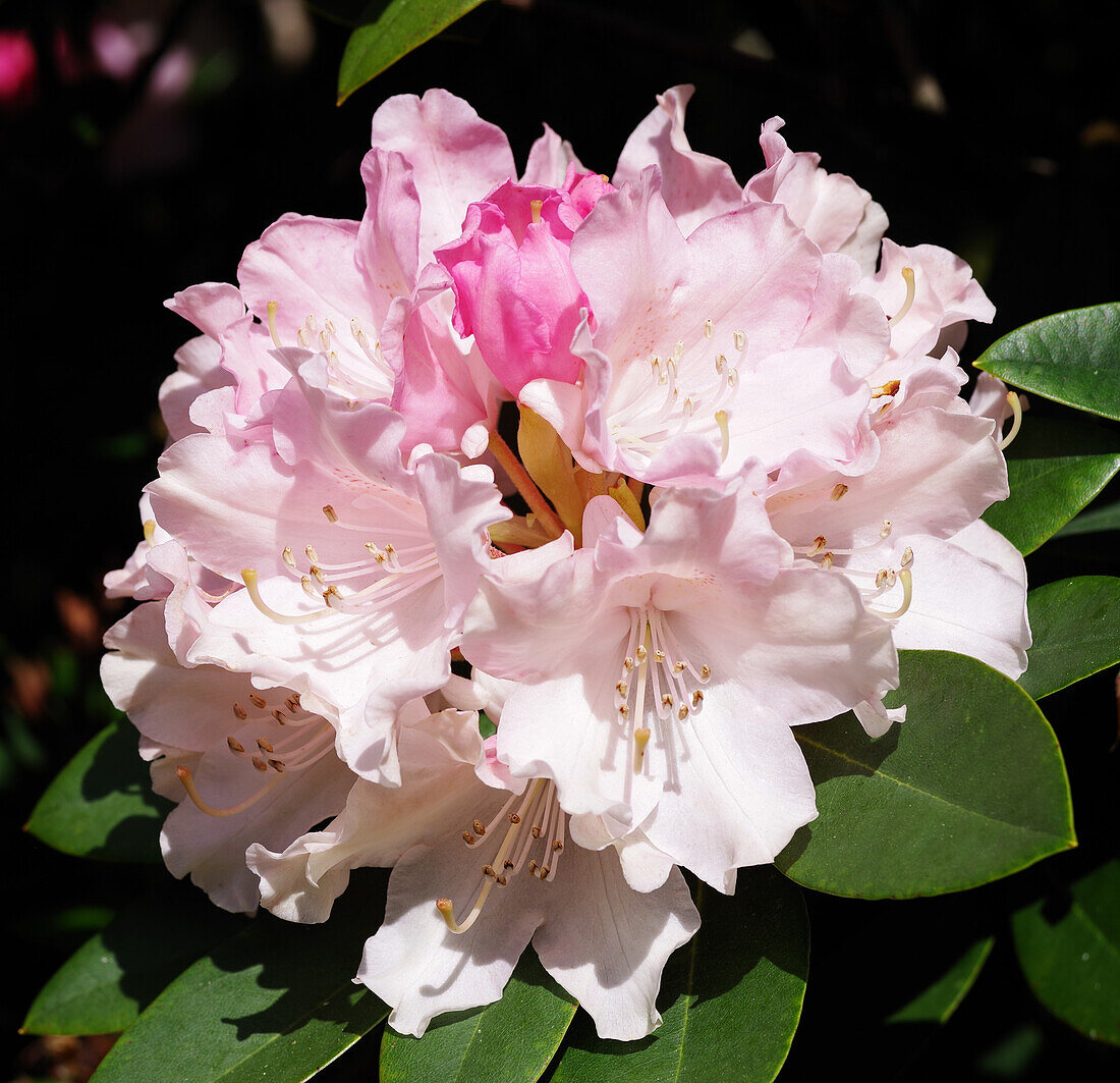 Rhododendron 'Dreamland' flowers