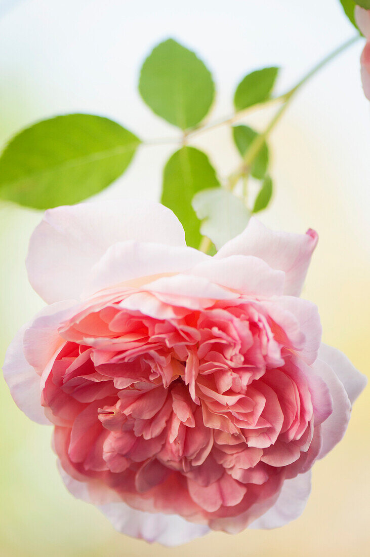 Rose (Rosa 'Abraham Darby')