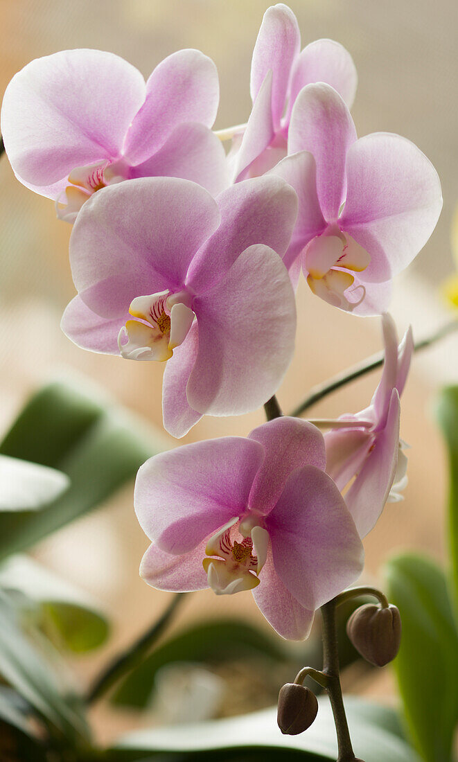 Moth orchid (Phalaenopsis 'Charming Oriental Beauty')