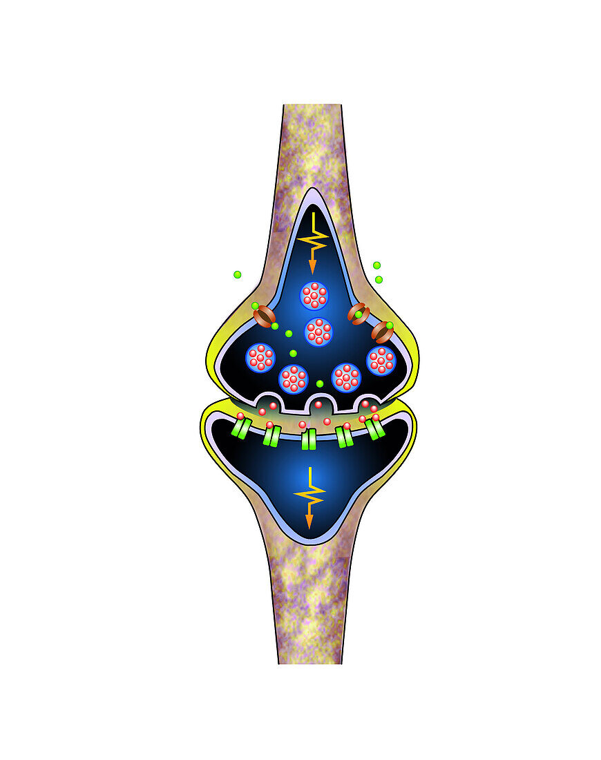 Synapse structure, illustration