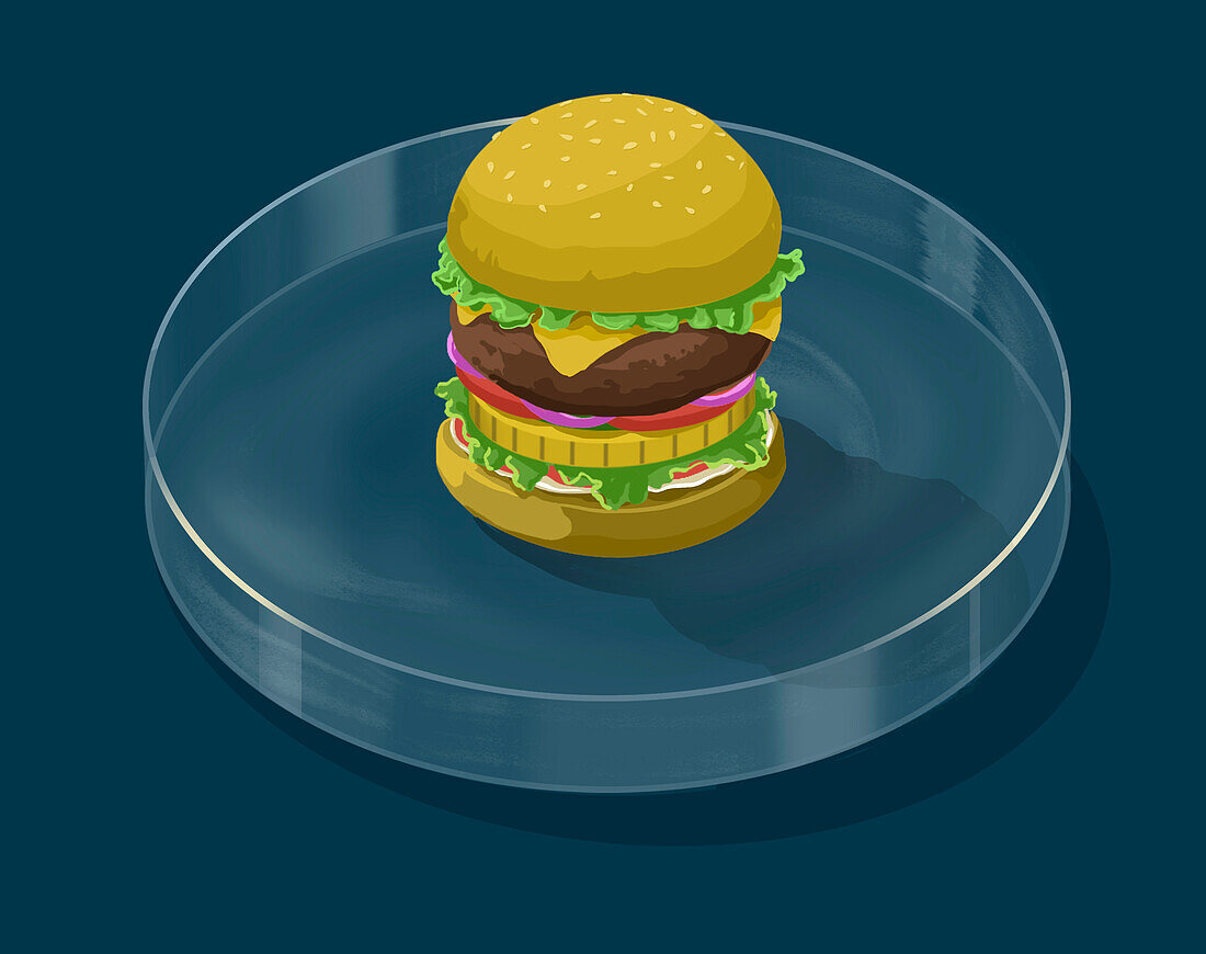 Petri burger bun, conceptual illustration