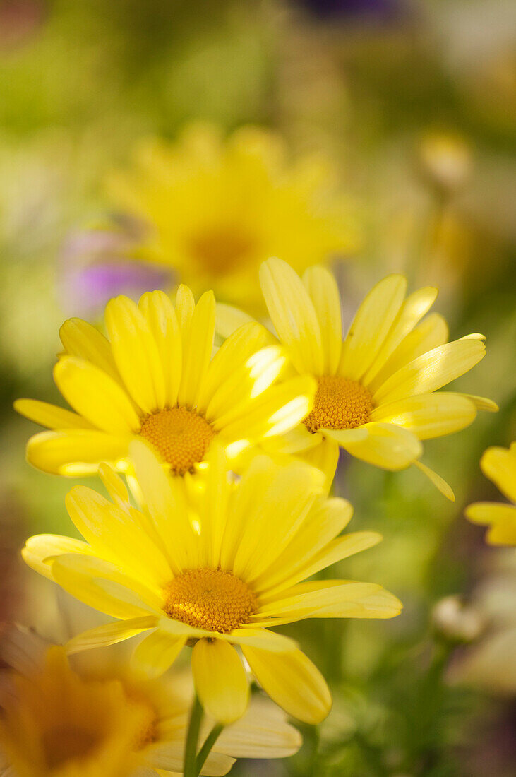 Marguerite daisies (Argyranthemum frutescens)