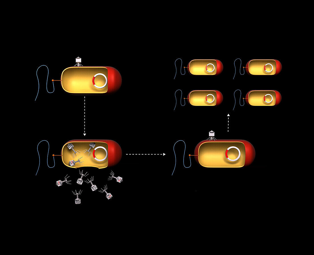 Bacterial transduction, illustration