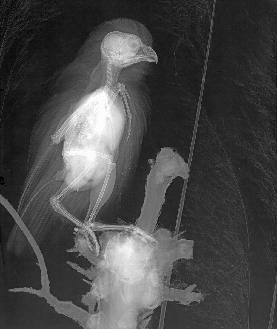 Little owl perching on a branch, X-ray