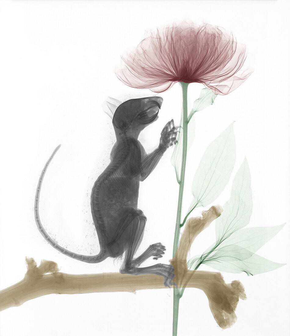 Squirrel visiting a peony (Paeonia sp.) flower, X-ray