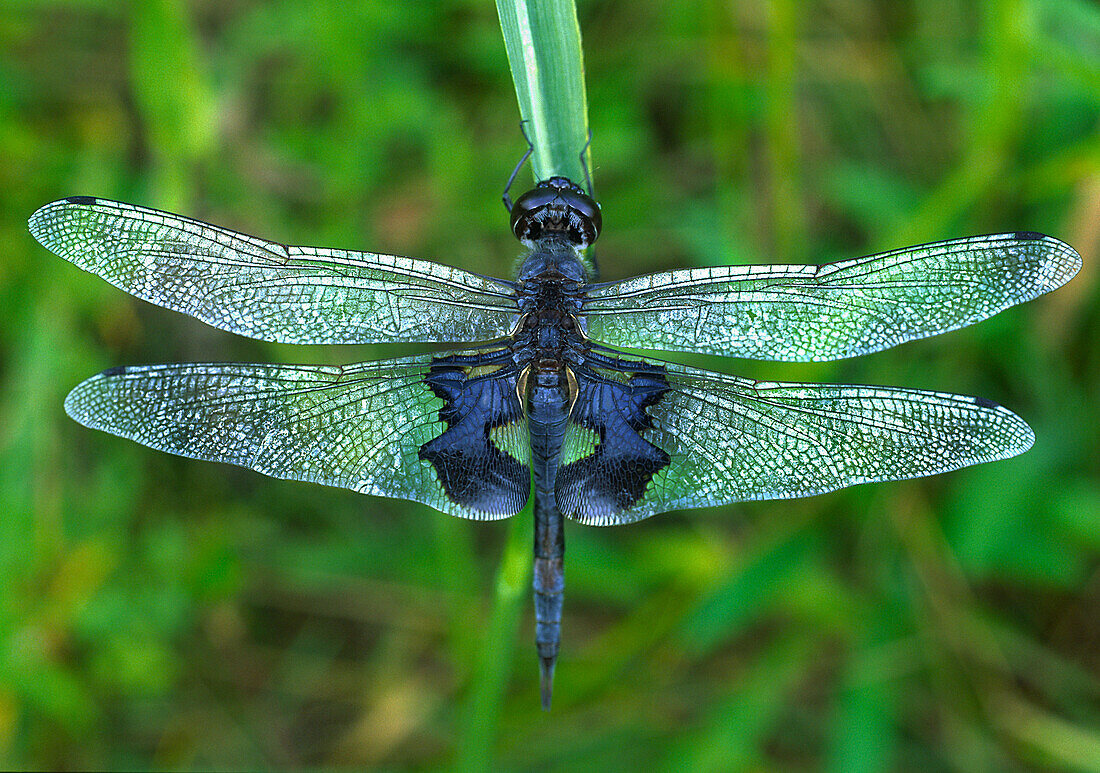 Black saddlebag dragonfly