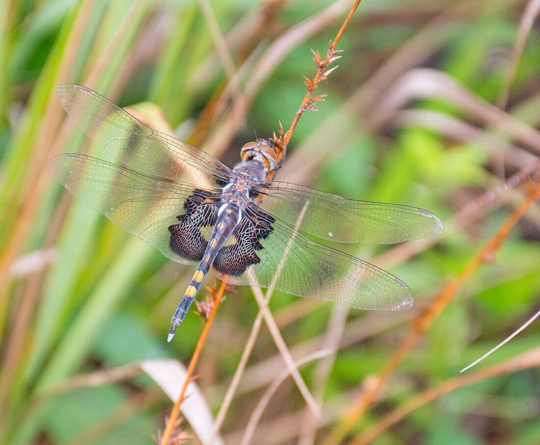 Female black saddlebags dragonfly