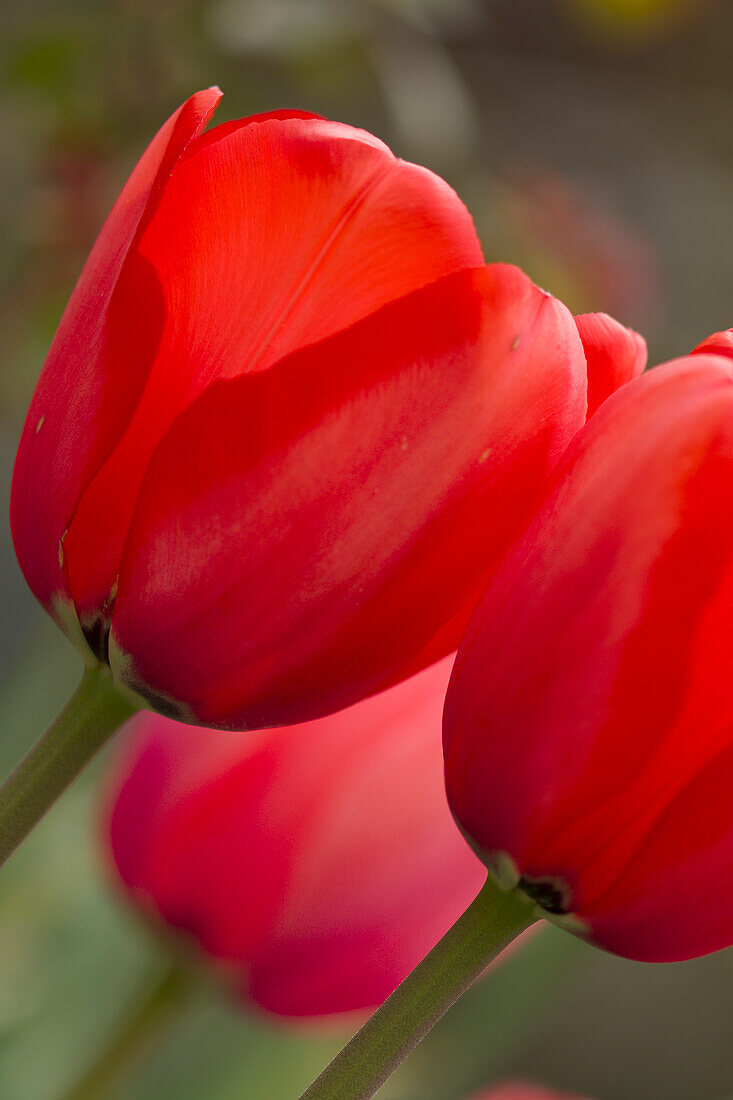 Tulip (Tulipa sp.) flowers