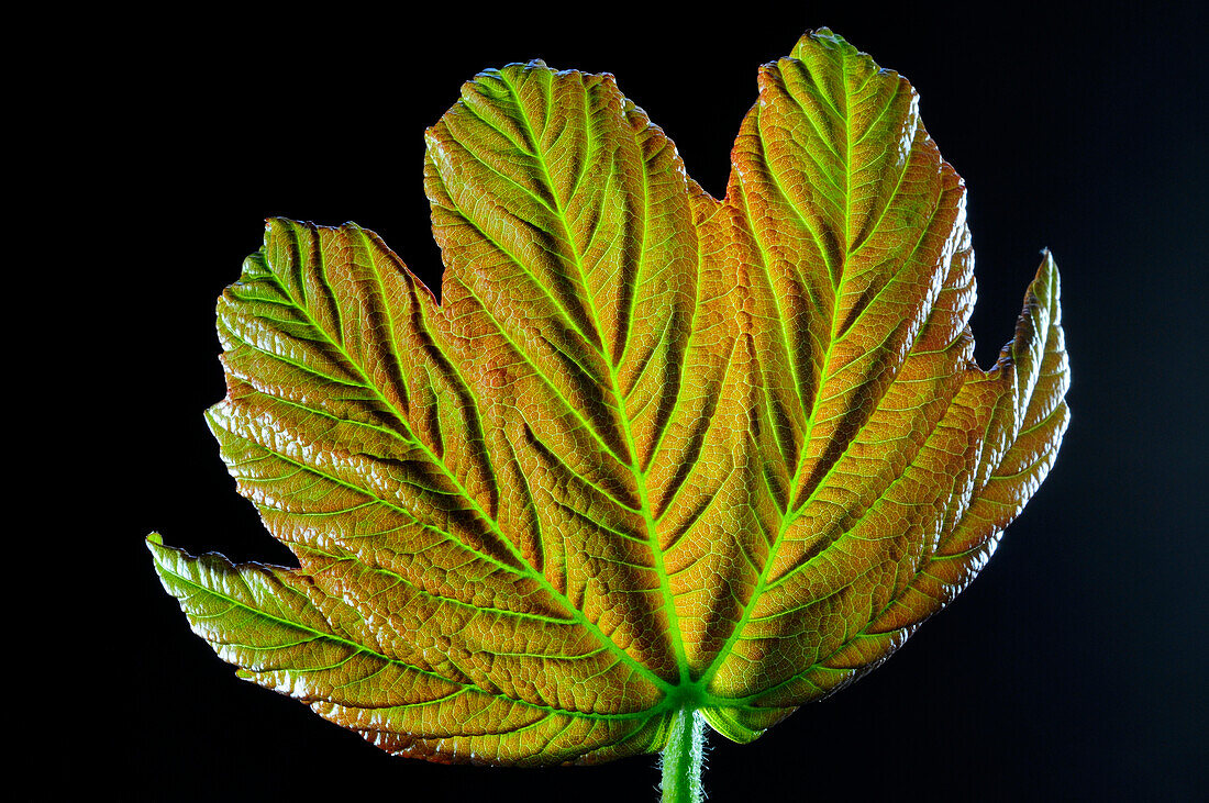 Sycamore (Acer pseudoplatanus) leaf