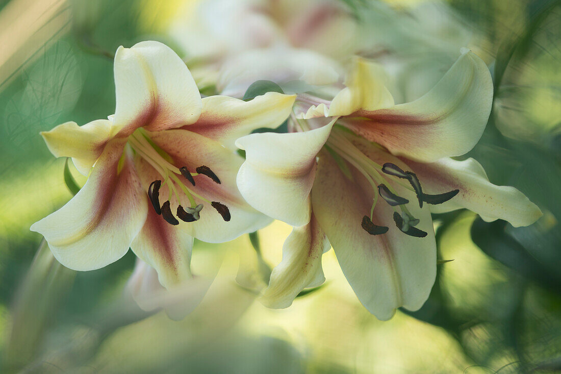 Lily (Lilium 'Montego Bay') flowers