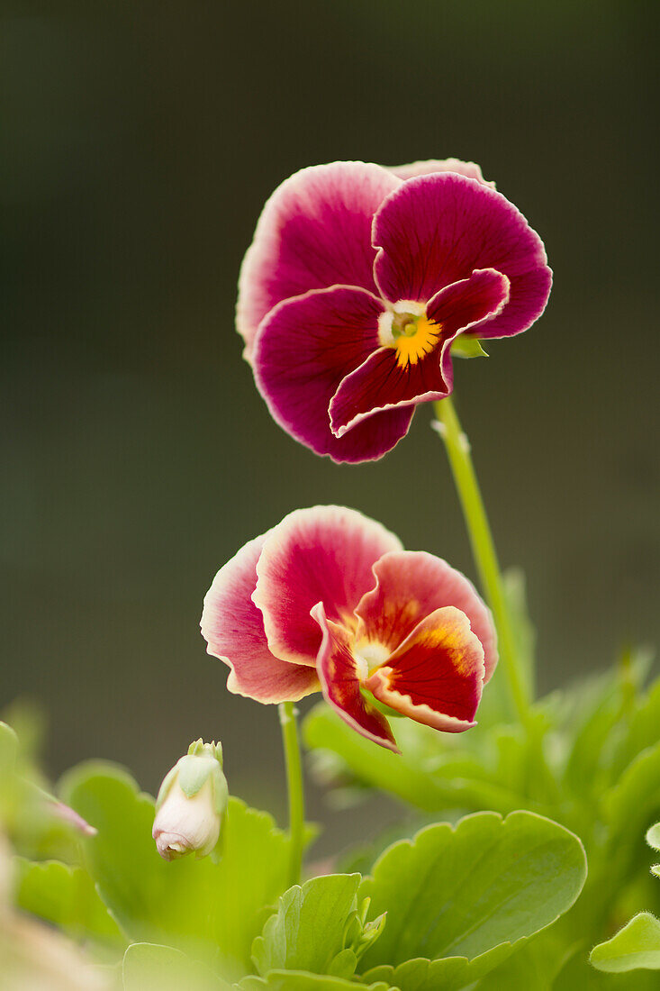 Pansy (Viola x wittrockiana) flowers and bud